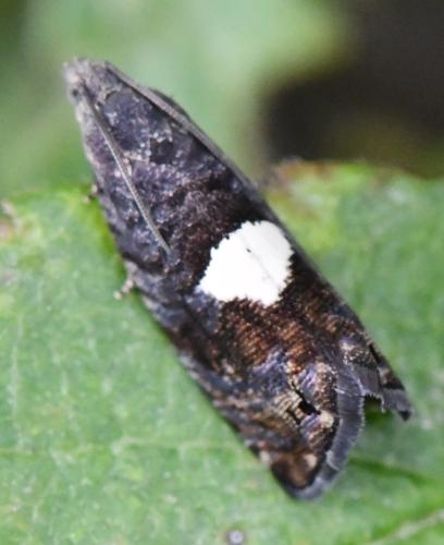 Pammene spiniana